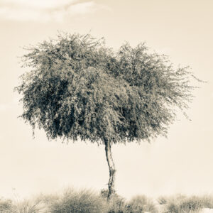 The Desert Tree