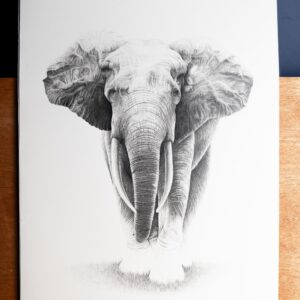 The African Forest Elephant